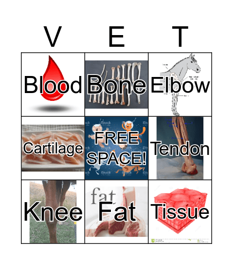 νєтgσ Bingo Card