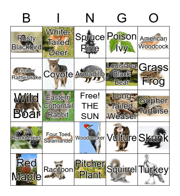 Spruce Pine-Hardwood Flatwood Bingo Card