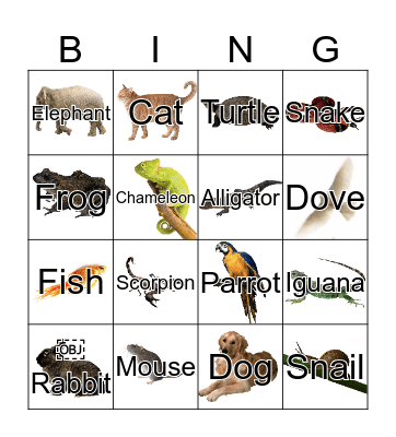 ANIMAL COVERINGS Bingo Card