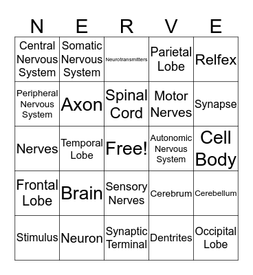 Nervous System Bingo Card