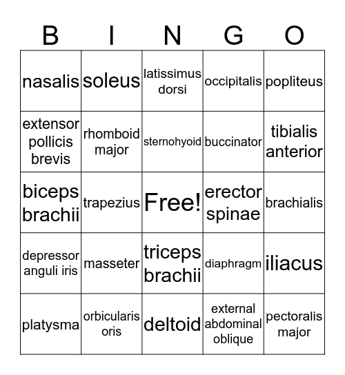 Muscle Bingo Card