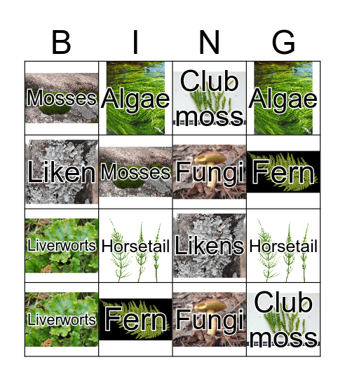 Spore bearing plants Bingo Card