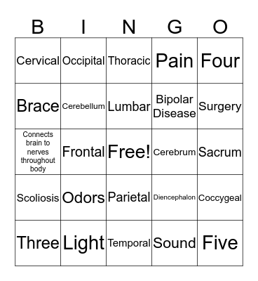 Brain & Spinal Cord  Bingo Card
