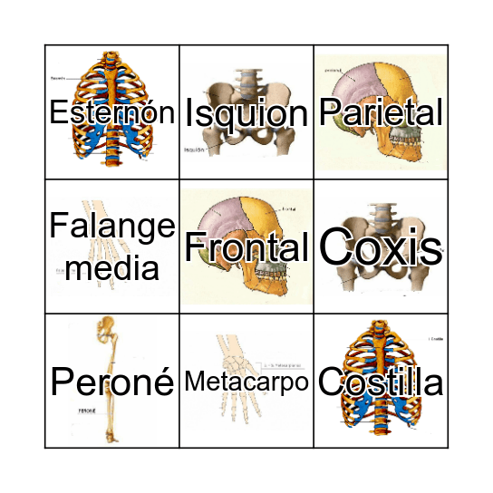 Sistema oseo Bingo Card