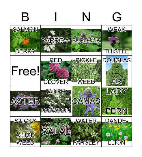 Washington Native Plant Bingo Card