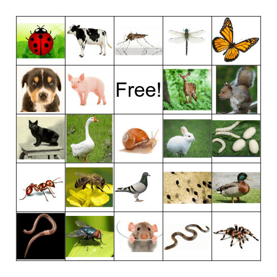 Animals (3) Bingo Card