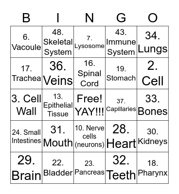Body System Bingo Card