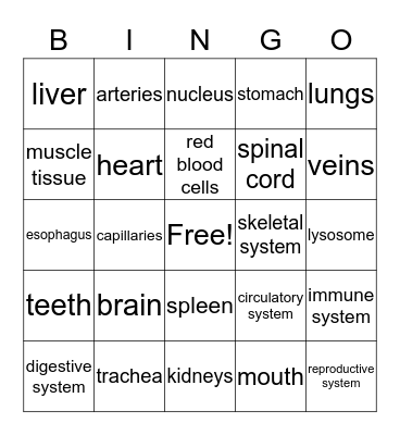 Body System BINGO Card