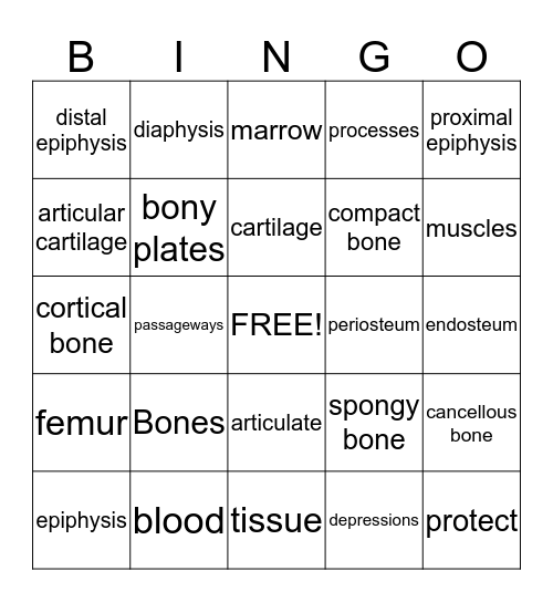 Bone Structure and Development Bingo Card