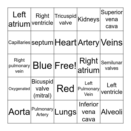 Circulatory Cystem Bingo Card
