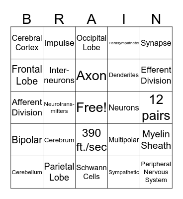 NERVOUS SYSTEM Bingo Card