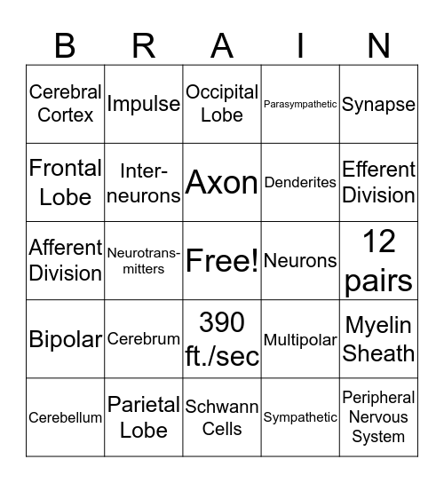 NERVOUS SYSTEM Bingo Card