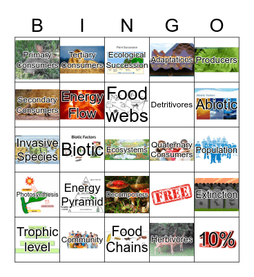 Food Chains & Webs Bingo Card