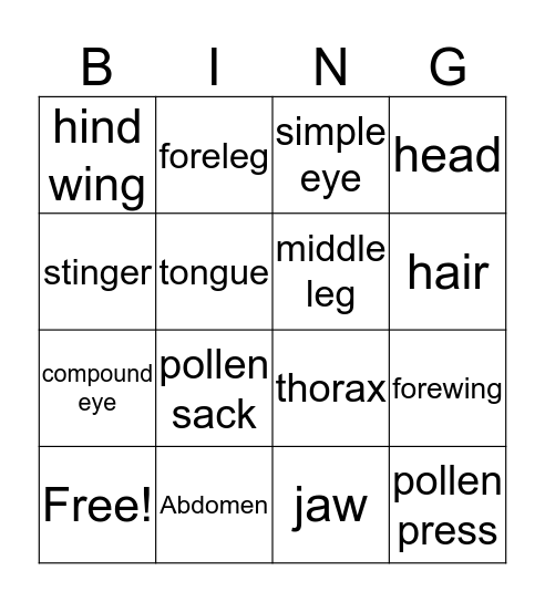 parts of a bee Bingo Card