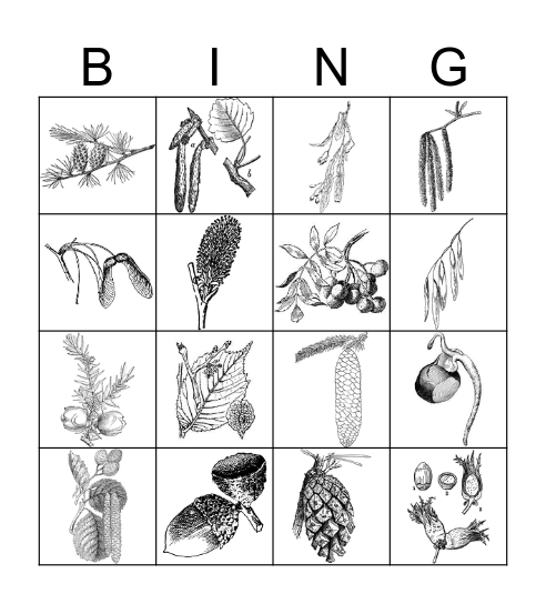 Puude õied. viljad, seemned, käbid Bingo Card