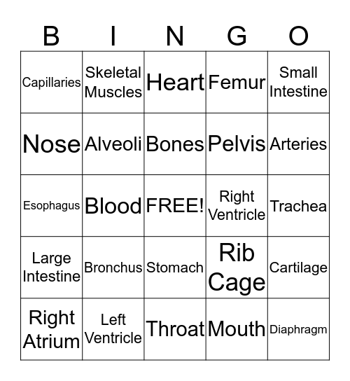 The Body Systems Bingo Card
