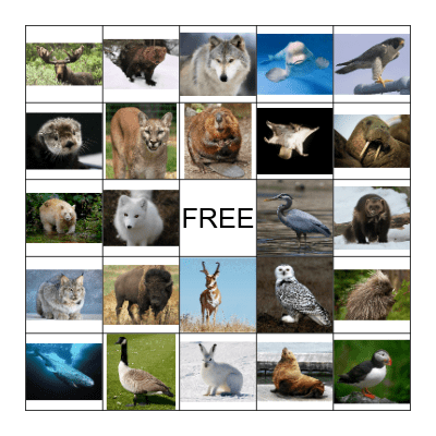 Canadian Animals Bingo Card