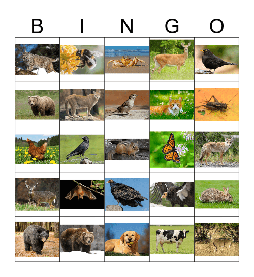 Animal Bingo 1 Bingo Card
