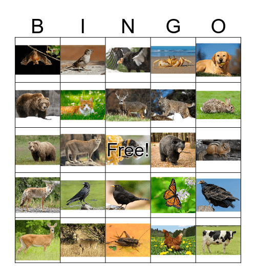 Animal Bingo 1 Bingo Card