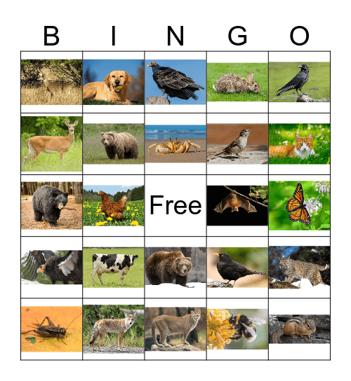 Animal Bingo1 Bingo Card