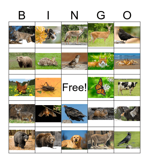 Animal Bingo 1 Bingo Card