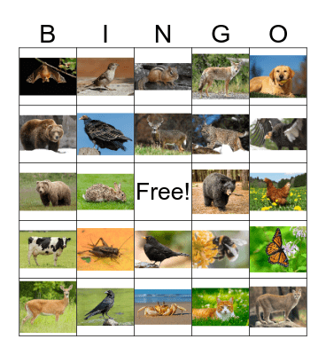 Animal Bingo 1 Bingo Card