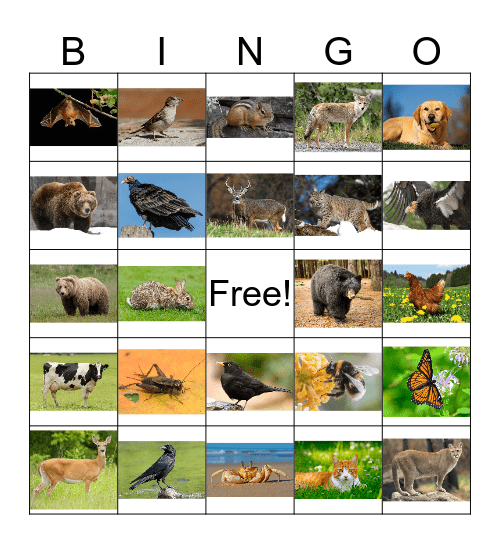 Animal Bingo 1 Bingo Card