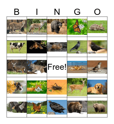 Animal Bingo 1 Bingo Card