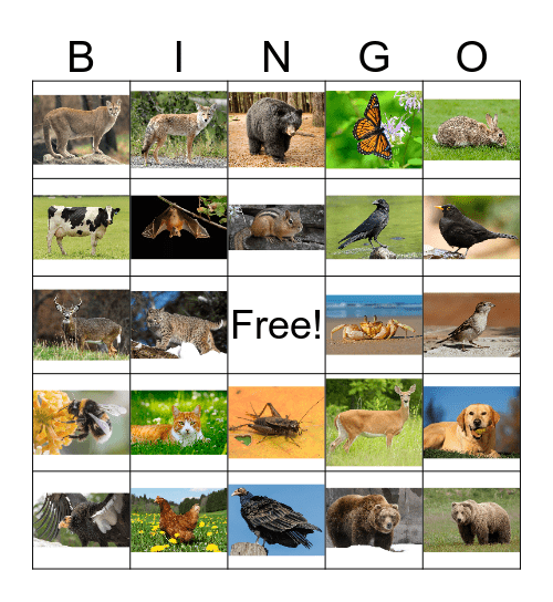 Animal Bingo 1 Bingo Card