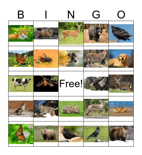 Animal Bingo 1 Bingo Card