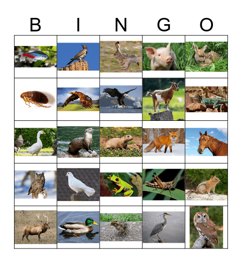 Animal Bingo 2 Bingo Card