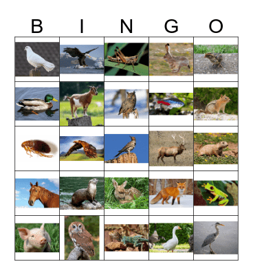 Animal Bingo 2 Bingo Card