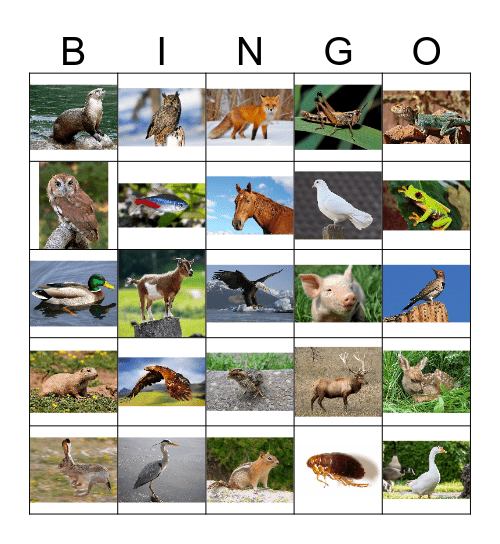 Animal Bingo 2 Bingo Card