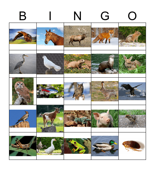 Animal Bingo 2 Bingo Card