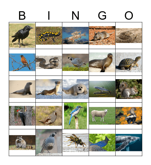 Animal Bingo 3 Bingo Card