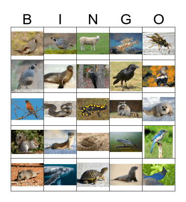 Animal Bingo 3 Bingo Card