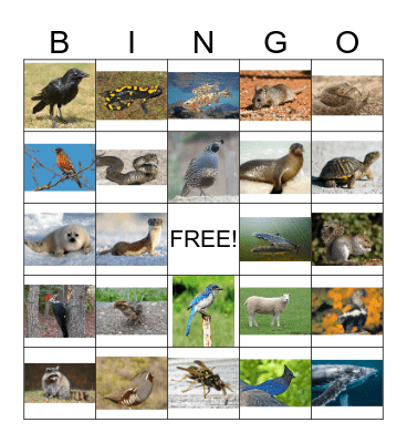 Animal Bingo 3 Bingo Card