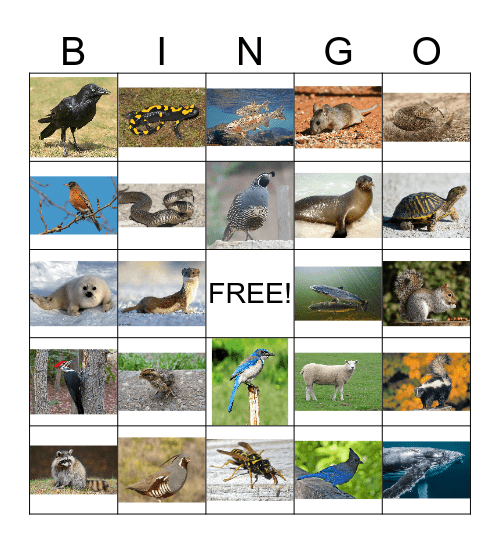 Animal Bingo 3 Bingo Card