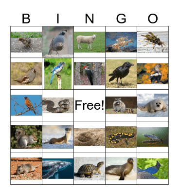 Animal Bingo 3 Bingo Card