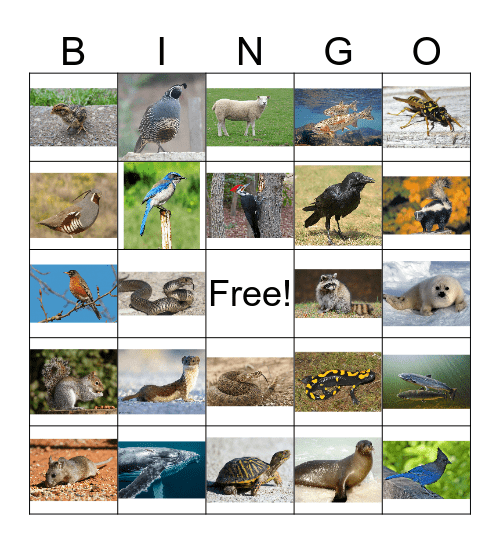 Animal Bingo 3 Bingo Card