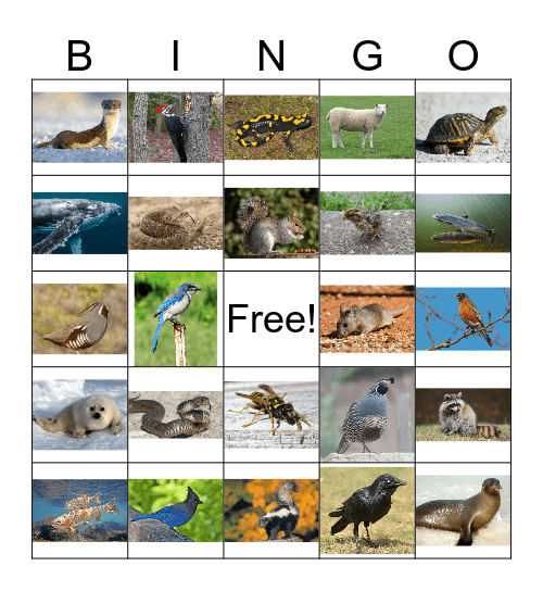 Animal Bingo 3 Bingo Card