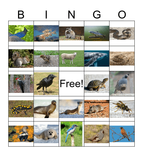 Animal Bingo 3 Bingo Card