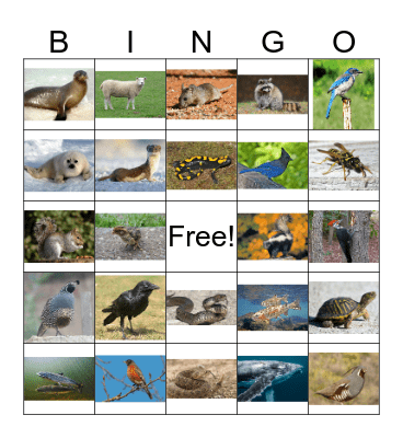 Animal Bingo 3 Bingo Card