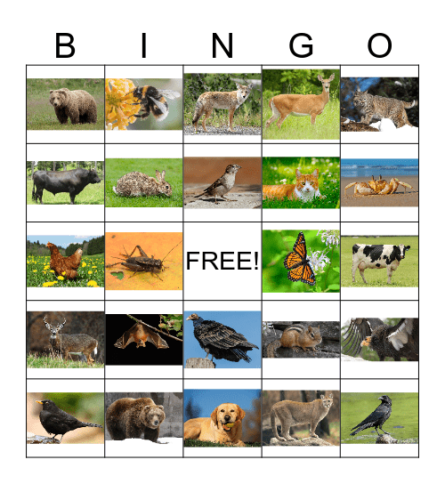 Animal Bingo 1 Bingo Card