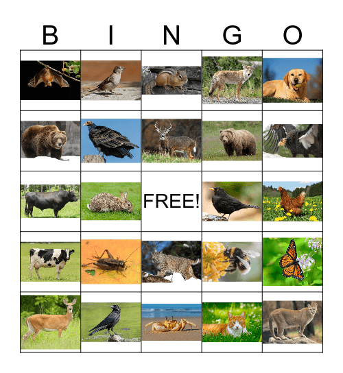 Animal Bingo 1 Bingo Card