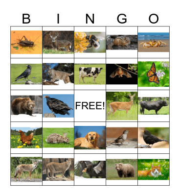 Animal Bingo 1 Bingo Card