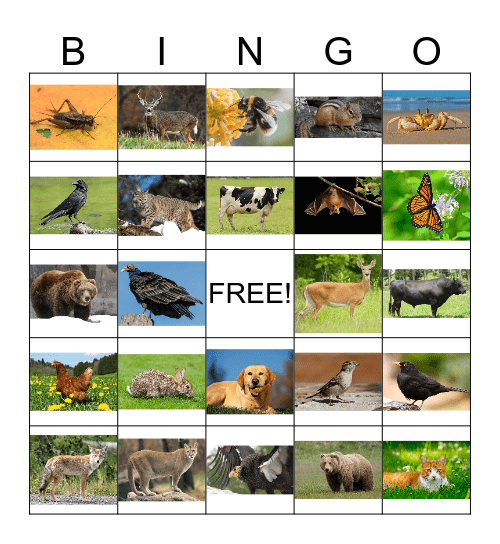 Animal Bingo 1 Bingo Card