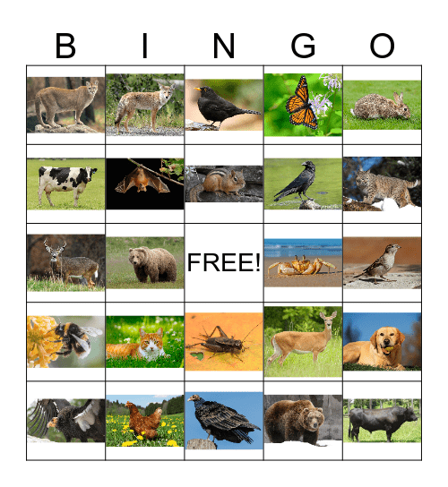Animal Bingo 1 Bingo Card
