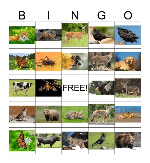 Animal Bingo 1 Bingo Card