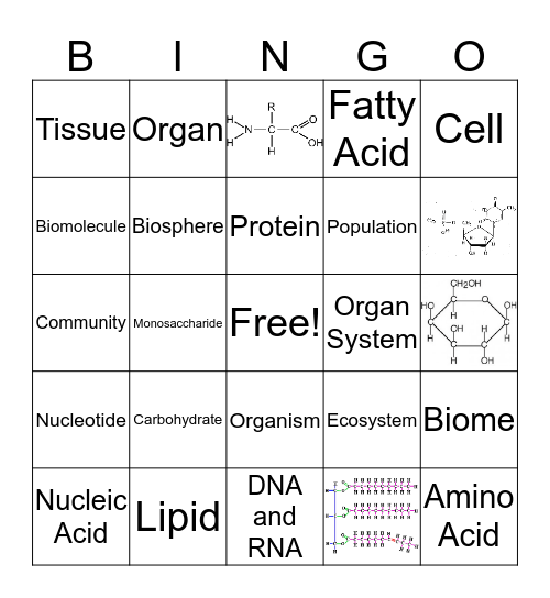 Levels of Organization and Biomolecules Bingo Card
